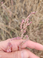 Amaranthus fimbriatus