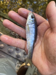 Luxilus chrysocephalus