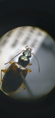 Bembidion corgenoma