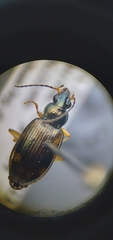 Bembidion corgenoma