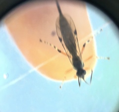 Itoplectis conquisitor