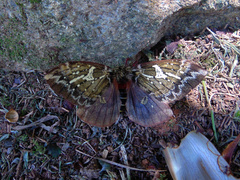 Dirphiopsis epiolina