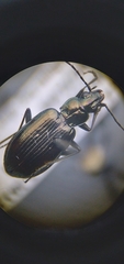 Bembidion planatum