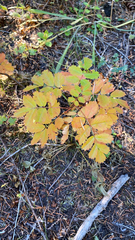Sorbus sitchensis