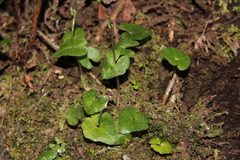 Acianthus sinclairii