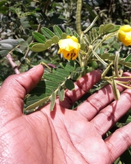 Senna alexandrina