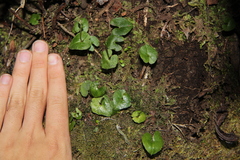 Acianthus sinclairii