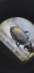 Bembidion planatum