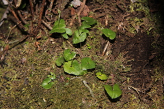 Acianthus sinclairii