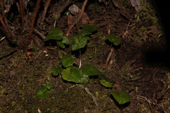 Acianthus sinclairii