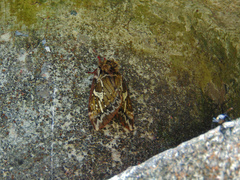 Dirphiopsis epiolina