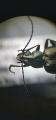 Bembidion planatum