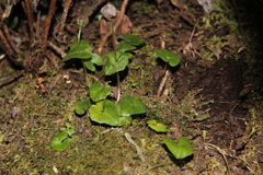 Acianthus sinclairii