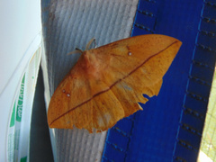 Lonomia