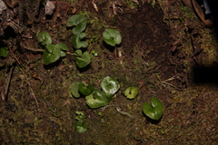 Acianthus sinclairii