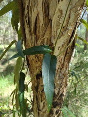 Parsonsia