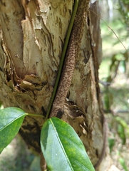 Parsonsia