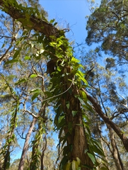 Parsonsia
