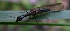 Raphidiinae