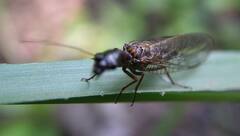 Raphidiinae
