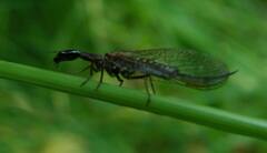 Raphidiinae