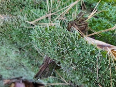 Cladonia macilenta
