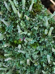 Cladonia macilenta
