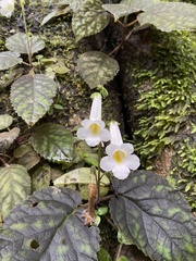 Smithiantha multiflora