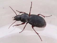 Cyclotrachelus
