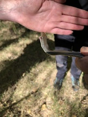 Masticophis bilineatus