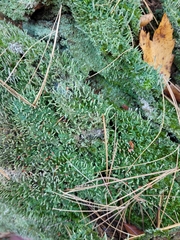 Cladonia macilenta