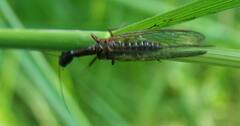 Raphidiinae