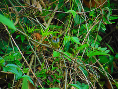 Myiornis auricularis