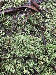 Pulchrocladia retipora