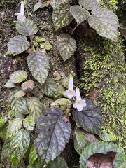 Smithiantha multiflora