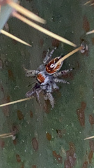 Phidippus arizonensis