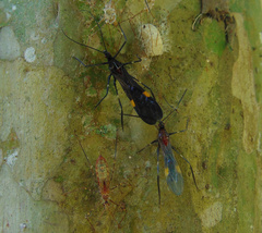 Parahiranetis salgadoi