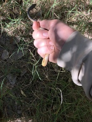 Masticophis bilineatus