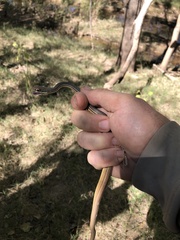 Masticophis bilineatus