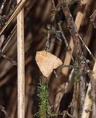 Sestra humeraria