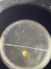 Euconulus fulvus
