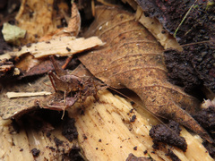 Diestrammena elegantissima