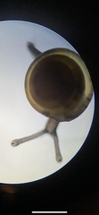 Euconulus fulvus