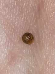 Euconulus fulvus