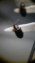 Elaphropus