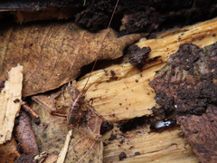 Diestrammena elegantissima