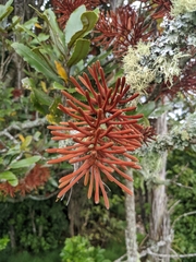 Knightia excelsa