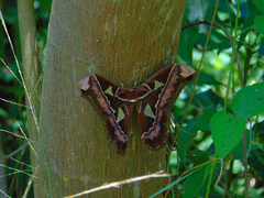 Rothschildia speculifer