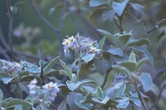 Solanum granulosoleprosum