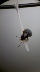 Elaphropus